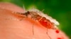 Florida Issues Health Advisory After 4 Contract Malaria