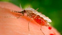 ပထမဆုံး ငှက်ဖျားကာကွယ်ရေး ထိုးဆေး WHO အတည်ပြု
