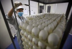 FILE - A staff member works at an egg testing workshop of Sinovac Biotech Ltd., a Chinese vaccine-making company, during the production of a vaccine for the H1N1 flu virus in Beijing, Nov. 19, 2009.