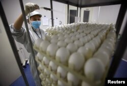 FILE - A staff member works at an egg testing workshop of Sinovac Biotech Ltd., a Chinese vaccine-making company, during the production of a vaccine for the H1N1 flu virus in Beijing, Nov. 19, 2009.