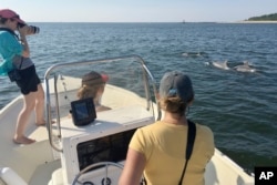 In this 2016 photo provided by the Potomac-Chesapeake Dolphin Project, Janet Mann and Ann-Marie Jacoby observe dolphins in the Potomac River between Lewisetta and Smith Point, Va. (Madison Miketa/Potomac-Chesapeake Dolphin Project via AP)
