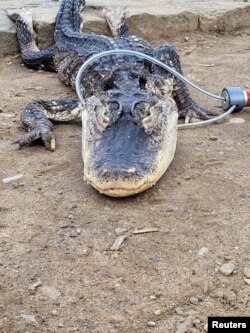 Alligator found in New York's Prospect Park