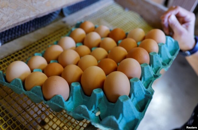 A farmer collects eggs at an organic chicken farm in Corcoue-sur-Logne, France on April 13, 2022. (REUTERS/Stephane Mahe)