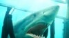 Cine: Tiburones en 3D