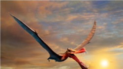 Science in a Minute: Scientists Discover Ancient 'Flying Dragon'