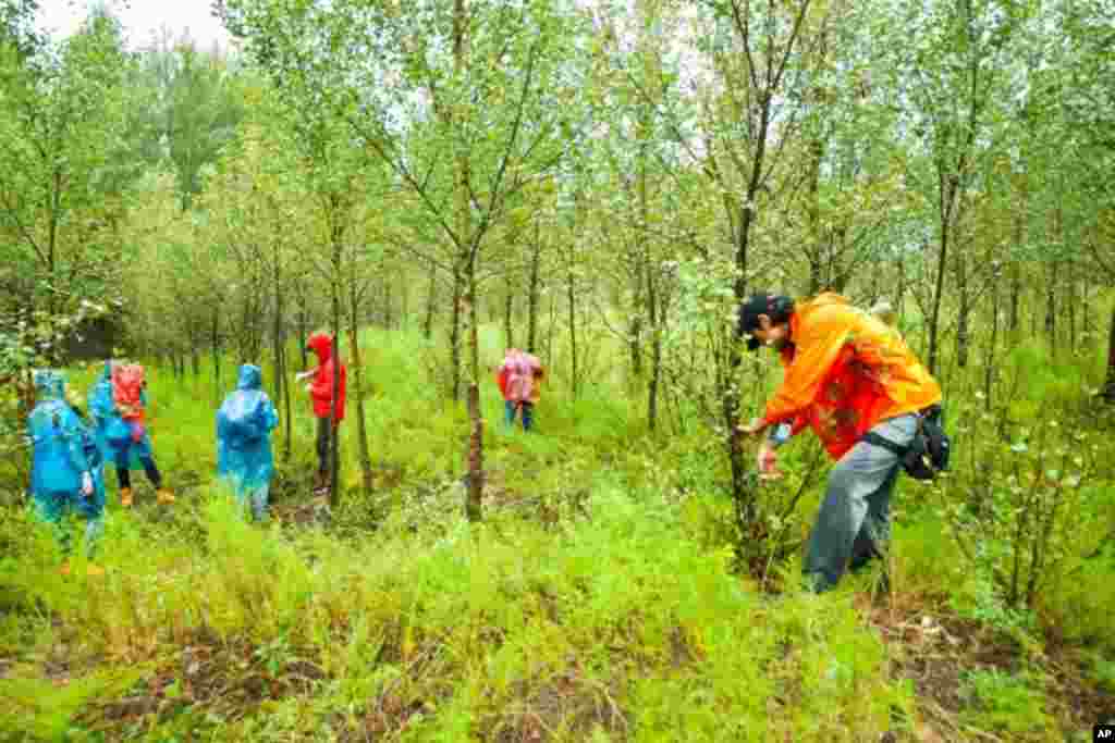 義工冒雨修剪白楊樹的分枝，讓樹木長得更高以利阻擋沙塵暴