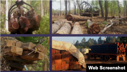 FILE - Photos from 2018 and 2019 shows resin trees were transported in trucks from Prey Preah Roka and Prey Lang en route to Sovann sawmill. (Screenshot from Global Initiative report)