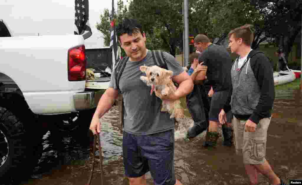 Хозяин держит своего питомца после спасения из затопленного района, 29 августа 2017 года, Хьюстон, штат Техас (REUTERS/Rick Wilking)