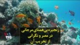 زنجیره بی‌همتای مرجانی در مصر و نگرانی از تخریب آن