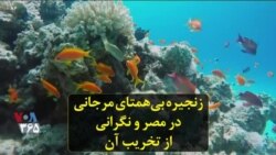 زنجیره بی‌همتای مرجانی در مصر و نگرانی از تخریب آن