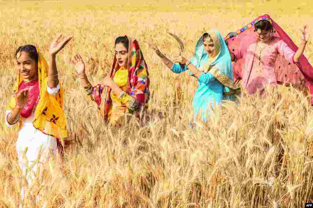 Sikh youths perform the traditional Punjab folk dance "Bhangra" in a wheat field on the outskirts of Amritsar, India, ahead of the harvest festival of Baisakhi.