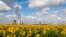 A field of sunflowers is within sight of the Mehrum coal-fired power station, wind turbines and high-voltage lines in Mehrum, Germany, Monday, Aug. 3, 2020. 