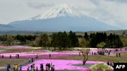 富士山下芝樱祭，80万株鲜花怒放，吸引游人。