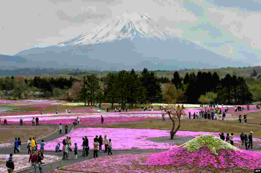 Visitors stroll in the flower garden covered by over 800,000 Shibazakura or Moss Phlox in full bloom during the Fuji Shibazakura Festival at the foot of Mount Fuji in Japan.
