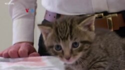 Adopsi Anjing & Kucing selama Pandemi Membuat Dokter Hewan Kewalahan