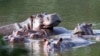 ARCHIVO - Hipopótamos en el lago de la hacienda Nápoles, tras la importación que hizo el capo de la droga Pablo Escobar de tres hembras y un macho hace décadas para tenerlos en su espacio privado, en Puerto Triunfo, Colombia, ene febrero de 2021. 