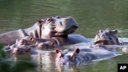 ARCHIVO - Hipopótamos en el lago de la hacienda Nápoles, tras la importación que hizo el capo de la droga Pablo Escobar de tres hembras y un macho hace décadas para tenerlos en su espacio privado, en Puerto Triunfo, Colombia, ene febrero de 2021. 