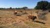 Botswana farmers will soon be able to diversify their activities to include keeping small game. (Mqondisi Dube/VOA) 