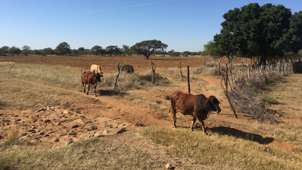 Botswana Offers StartUp Wildlife Stock to Farmers to Boost AgroTourism