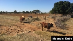 Botswana farmers will soon be able to diversify their activities to include keeping small game. (Mqondisi Dube/VOA) 