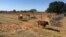 Botswana farmers will soon be able to diversify their activities to include keeping small game. (Mqondisi Dube/VOA) 