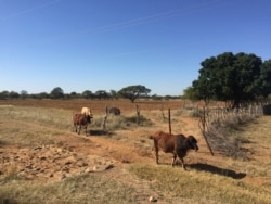 Botswana farmers will soon be able to diversify their activities to include keeping small game. (Mqondisi Dube/VOA)