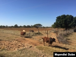 Botswana farmers will soon be able to diversify their activities to include keeping small game. (Mqondisi Dube/VOA)