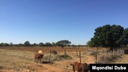 Botswana farmers will soon be able to diversify their activities to include keeping small game. (Mqondisi Dube/VOA) 