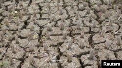 Lahan padi di Desa Karang Jati, Banjarnegara. Kemarau panjang akibat El Nino pada akhir 2023 hingga 2024 diperkirakan akan berdampak pada sektor pertanian nasional. (Foto: Reuters) 