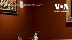 Пінгвінам влаштували екскурсію музеєм мистецтв. Відео