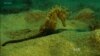 Abundance of Seahorses in Northeastern Greece Thrills Divers, Scientists