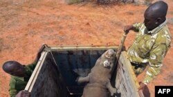 FILE - Rangers stand next to a black rhino about to be released out of a capture crate at the Sera Community Rhino Sanctuary in Samburu county, Kenya, May 20, 2015. A female black rhino also was transferred in May 2015, and gave birth this month.