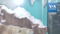 Chine: réception glaciale pour un hôtel qui exhibe des ours polaires