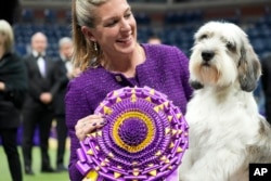 Handler Janice Hays poses for photos with Buddy Holly, a petit basset griffon Vendéen, after he won best in show during the 147th Westminster Kennel Club Dog show Tuesday, May 9, 2023, at the USTA Billie Jean King National Tennis Center in New York. (AP Photo/Mary Altaffer)