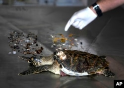 زباله‌های پلاستیکی استخراج شده از شکم لاشه یک لاک‌پشت دریایی پوزه عقابی