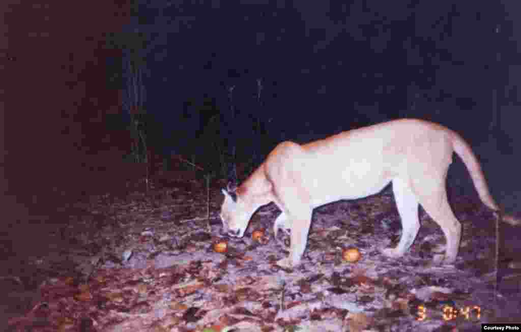 This puma was captured on a camera trap at the Una Biological Reserve, one of five protected areas that has charismatic species. (Credit: IESB archive)