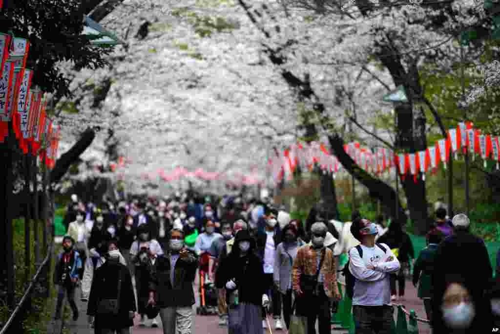 مردم با استفاده از ماسک‌های محافظتی در توکیو به دیدن شکوفه‌های گیلاس رفته‌اند.
