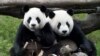 First Cub Born In Taiwan to Gift Pandas From China