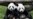 First Cub Born In Taiwan to Gift Pandas From China