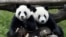 Pandas Tuan Tuan and Yuan Yuan, whose names together mean "reunion" in Chinese, sit together inside their enclosure at the Taipei City Zoo, May 19, 2009. 