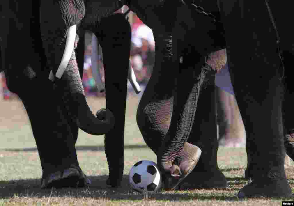 نیپال میں ہاتھی کھیل کے میدان میں