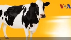 Thành ngữ tiếng Anh thông dụng: Cash cow (VOA)