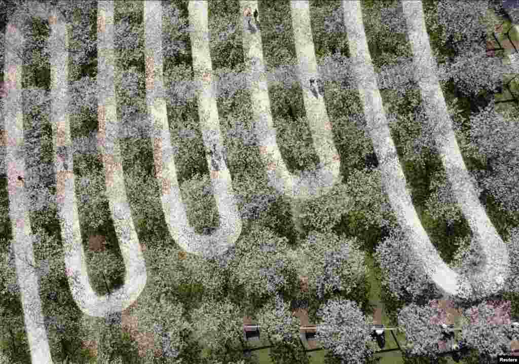 People walk though the Taihaku Cherry Orchard at the Alnwick Gardens, which has the largest collection of Taihaku in the world, comprising of 329 trees, in Alnwick, Northumberland, Britain.