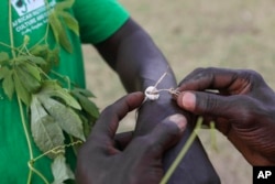 FILE - John Gafabusa ties a cowrie shell on Abiri Ntarwete's arm before visiting the Mutyona natural sacred near Buliisa, Uganda, Aug. 3, 2023.