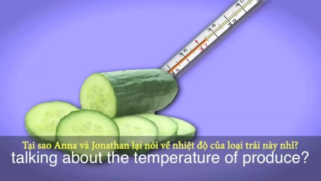 Thành ngữ tiếng Anh thông dụng: Cool as a cucumber (VOA)