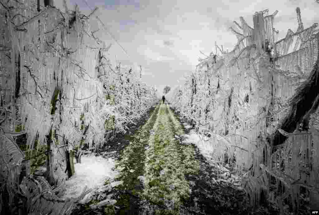 A man walks through an alley of artificially frozen apple trees covered with melting ice in an apple orchard outside the village of Miloslavov-Alzbetin Dvor near Bratislava, Slovakia. Apple growers protect the blooming apple flowers from the freezing during night&#39;s low temperatures by icing them with over-tree sprinkler systems.