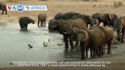 VOA 60: Zimbabwe will cull elephants nationwide to feed drought-stricken communities, and more