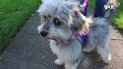 Dog Walker Has Doggone Good Time on the Job