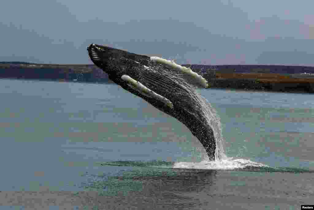 Seekor paus bungkuk melompat dari laut di Husavik, Islandia. (Reuters)&nbsp;