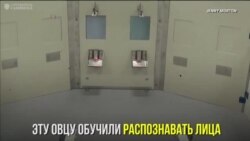 Овцу научили распознавать лица